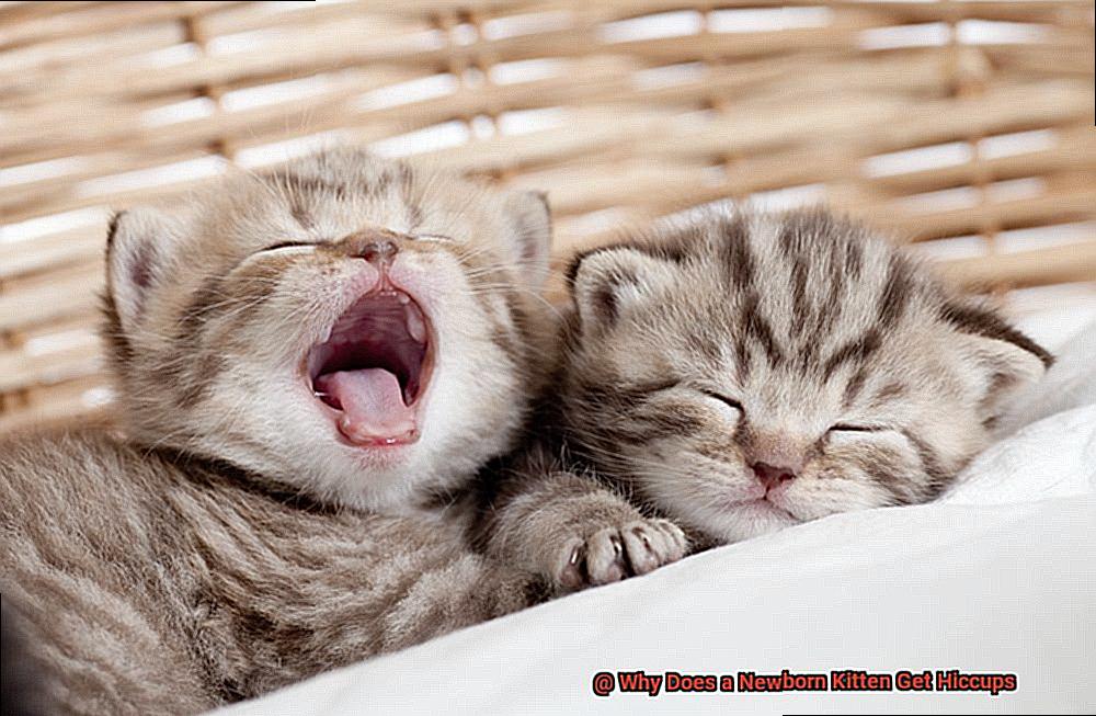 Why Does a Newborn Kitten Get Hiccups 5f5a799e80