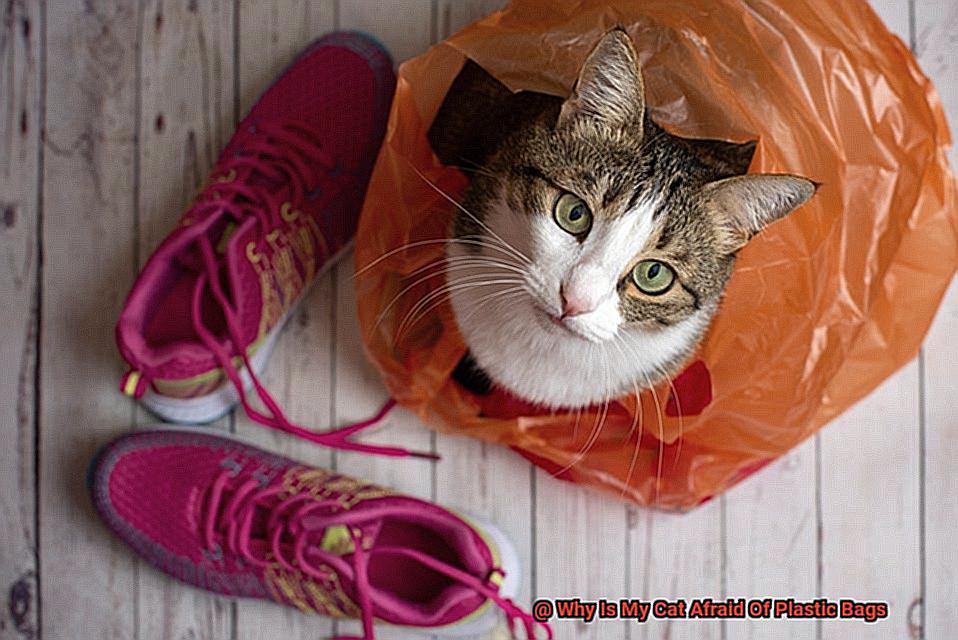 Why Is My Cat Afraid Of Plastic Bags dbf5774b37