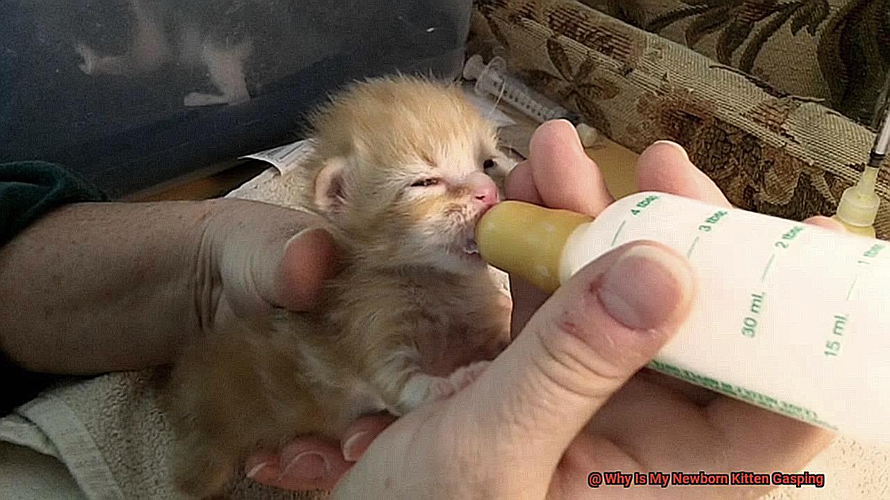 Why Is My Newborn Kitten Gasping 70b3477a22