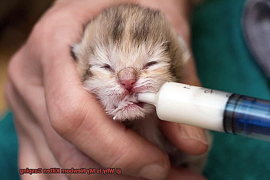 Why Is My Newborn Kitten Gasping 91f9e82007