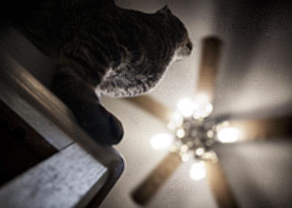 Why Your Cat is Scared of the Ceiling Fan e445862645