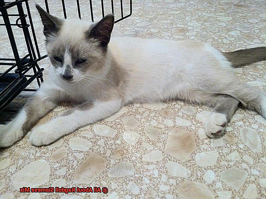 All About Ragdoll Siamese Mix-3