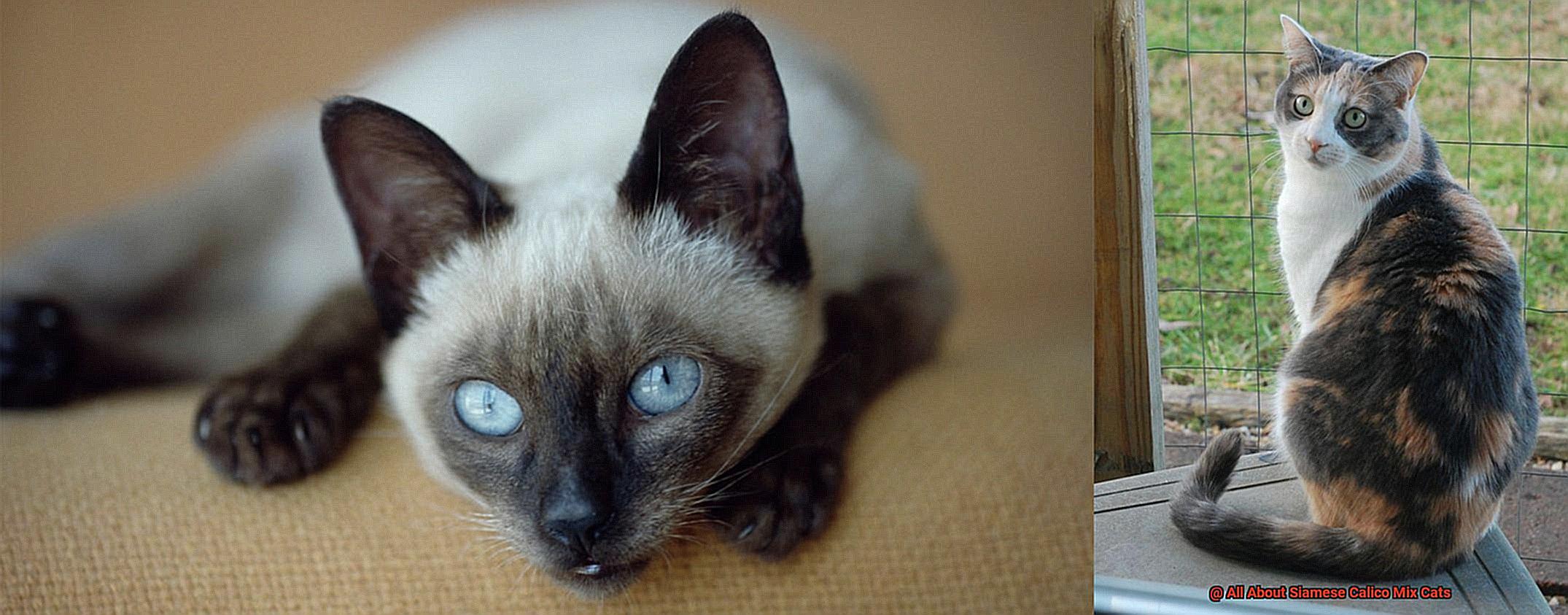 All About Siamese Calico Mix Cats-2