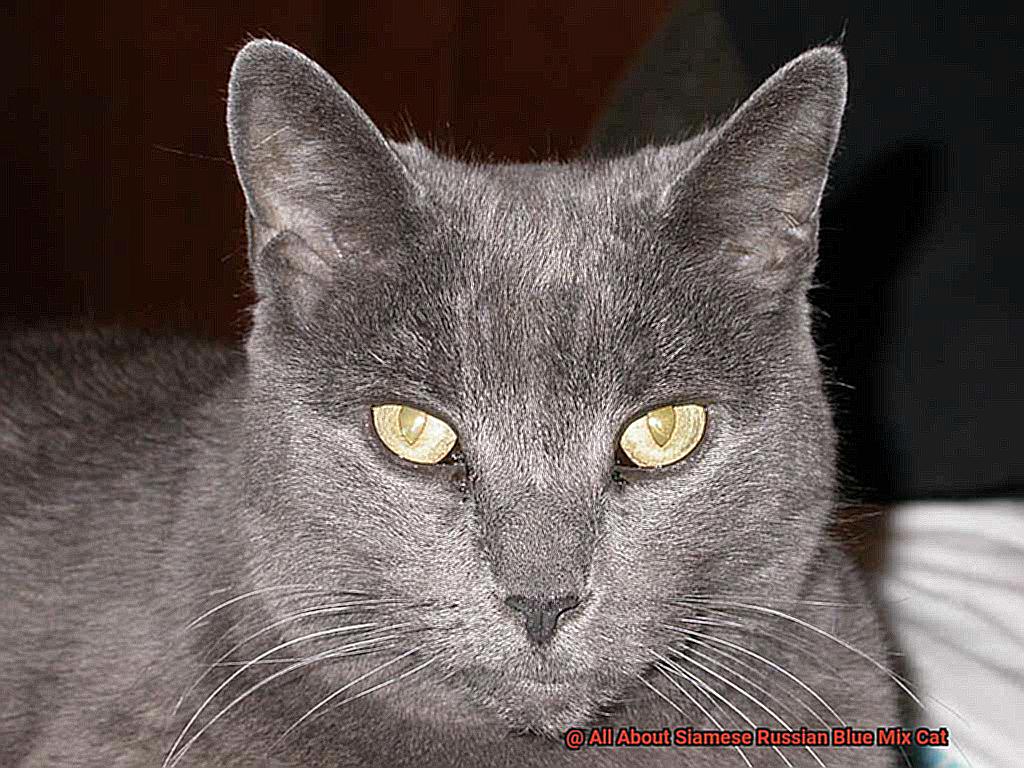 All About Siamese Russian Blue Mix Cat-4