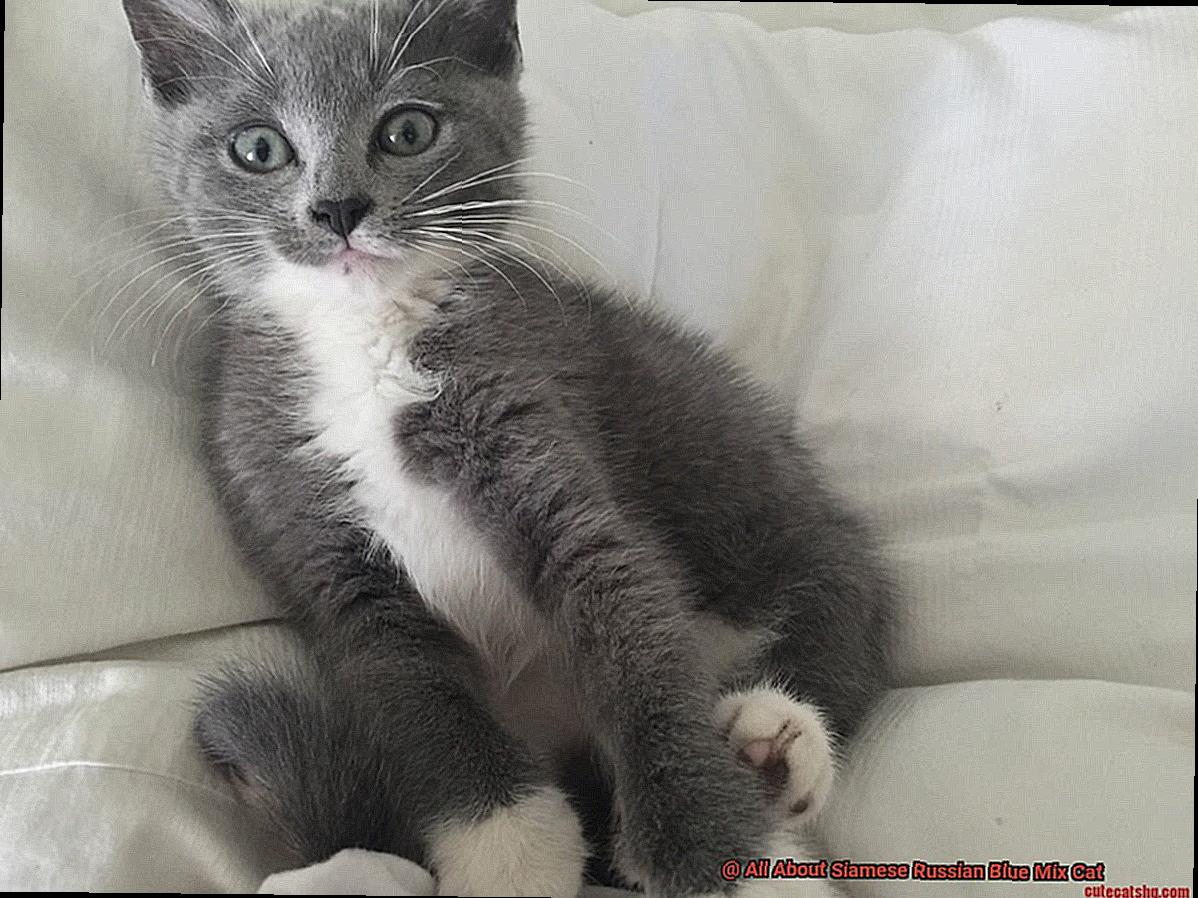 All About Siamese Russian Blue Mix Cat-3