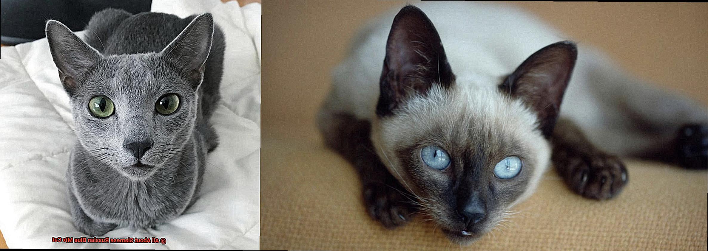 All About Siamese Russian Blue Mix Cat-2