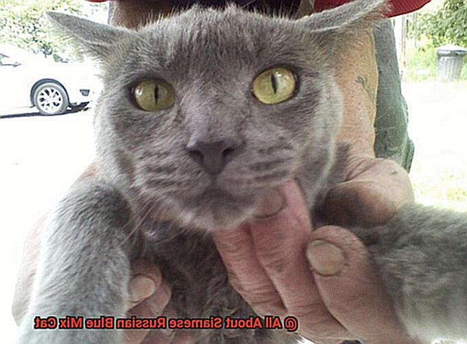 All About Siamese Russian Blue Mix Cat-8