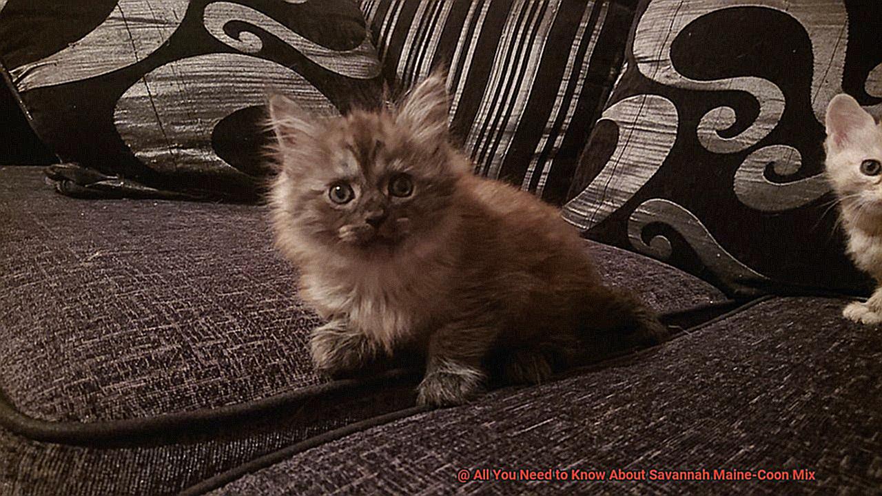 All You Need to Know About Savannah Maine-Coon Mix-3