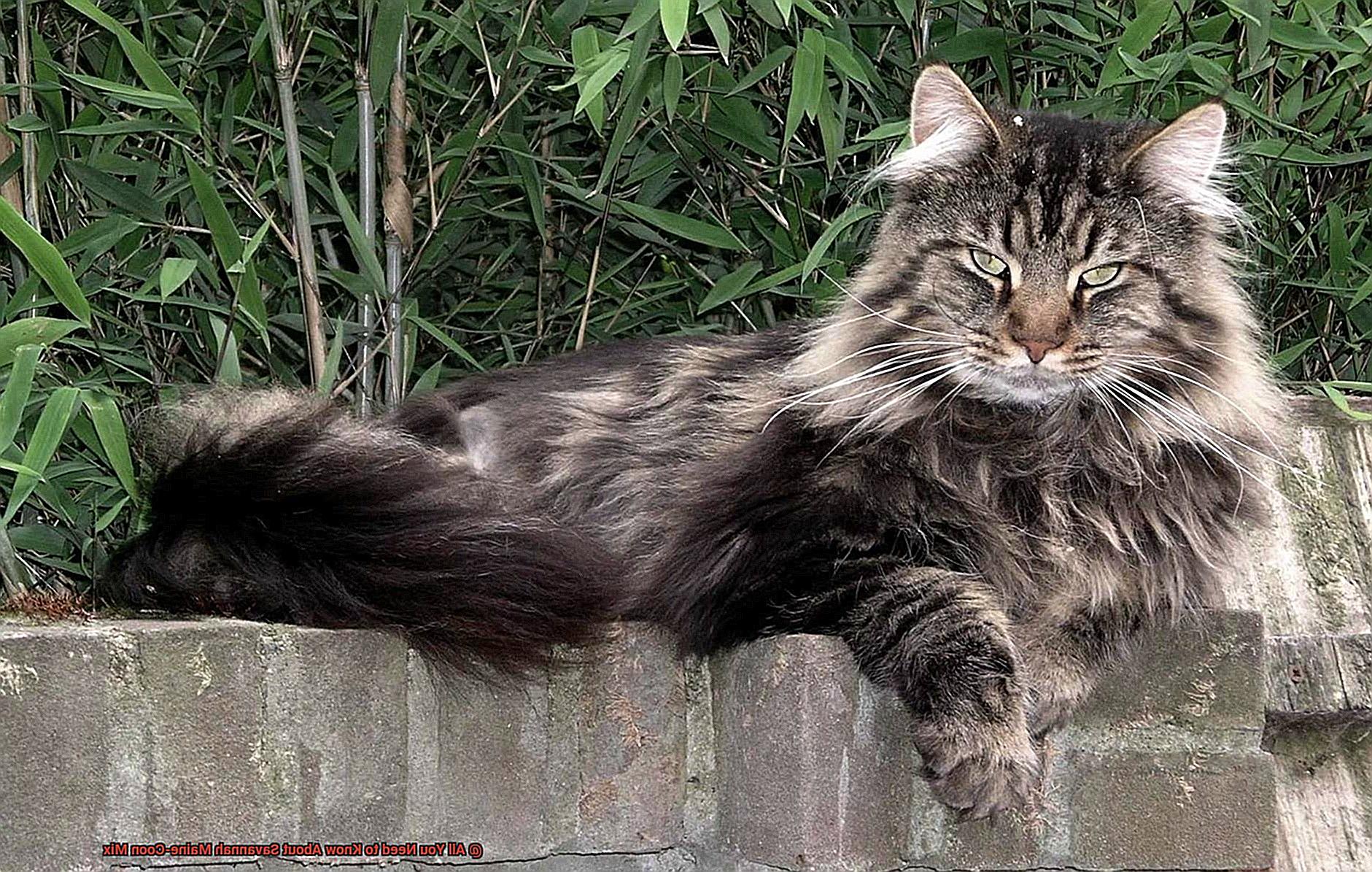 All You Need to Know About Savannah Maine-Coon Mix-4