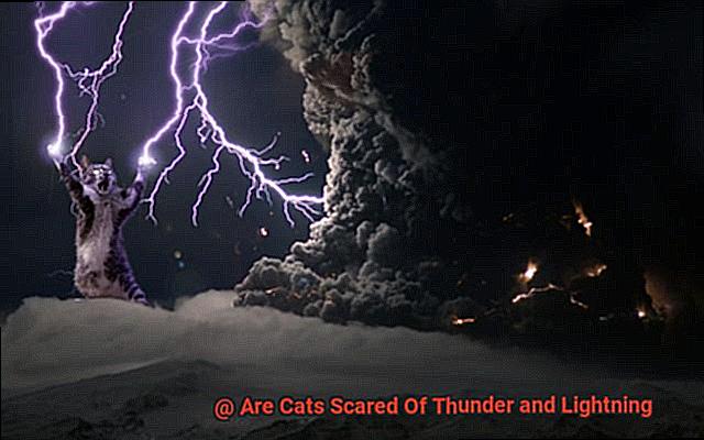 Are Cats Scared Of Thunder and Lightning-2