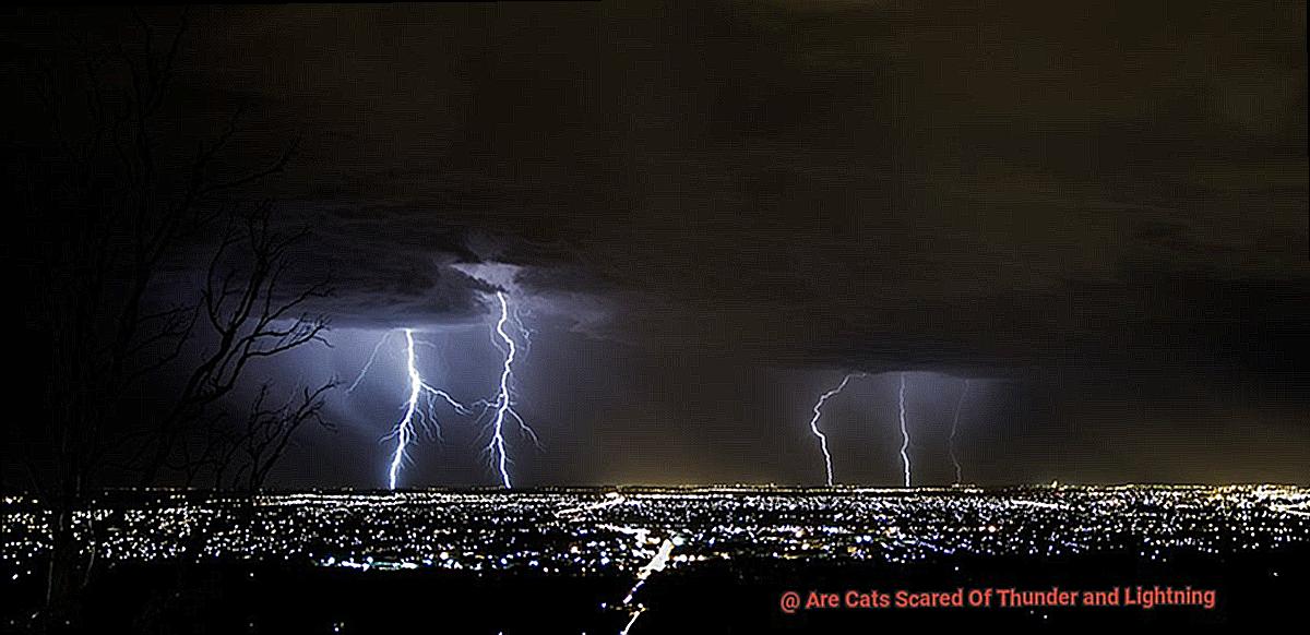 Are Cats Scared Of Thunder and Lightning-7