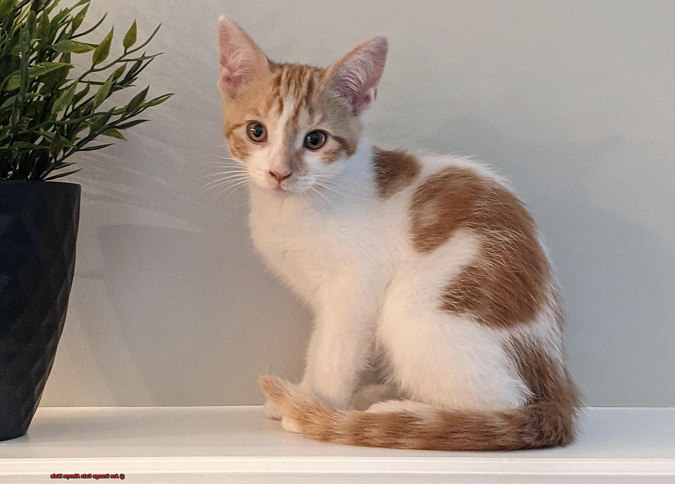 Are Orange Cats Always Male-2