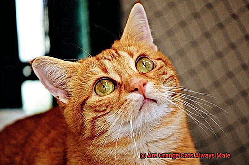 Are Orange Cats Always Male-6