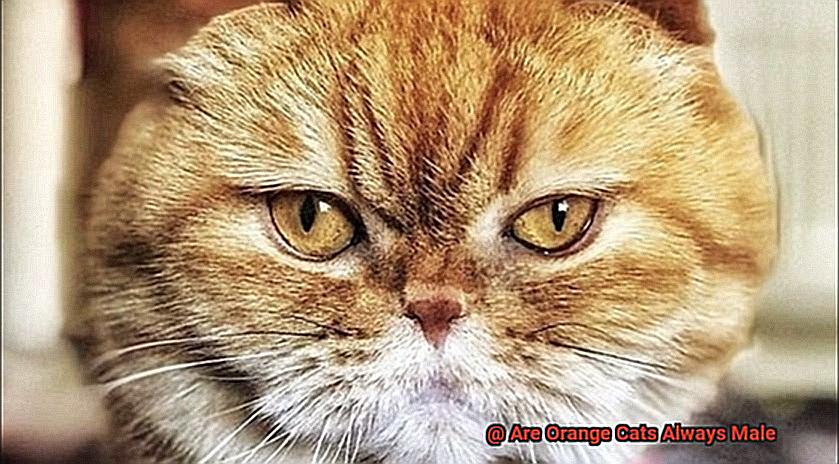 Are Orange Cats Always Male-5