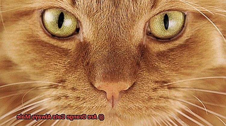 Are Orange Cats Always Male-4