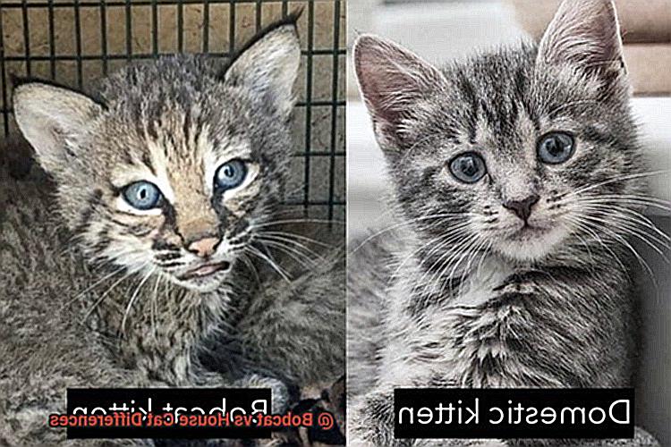 Bobcat vs House Cat Differences-2
