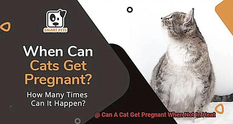 Can A Cat Get Pregnant When Not In Heat-2