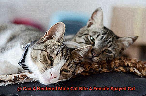 Can A Neutered Male Cat Bite A Female Spayed Cat-2