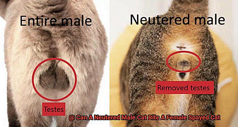Can A Neutered Male Cat Bite A Female Spayed Cat-5