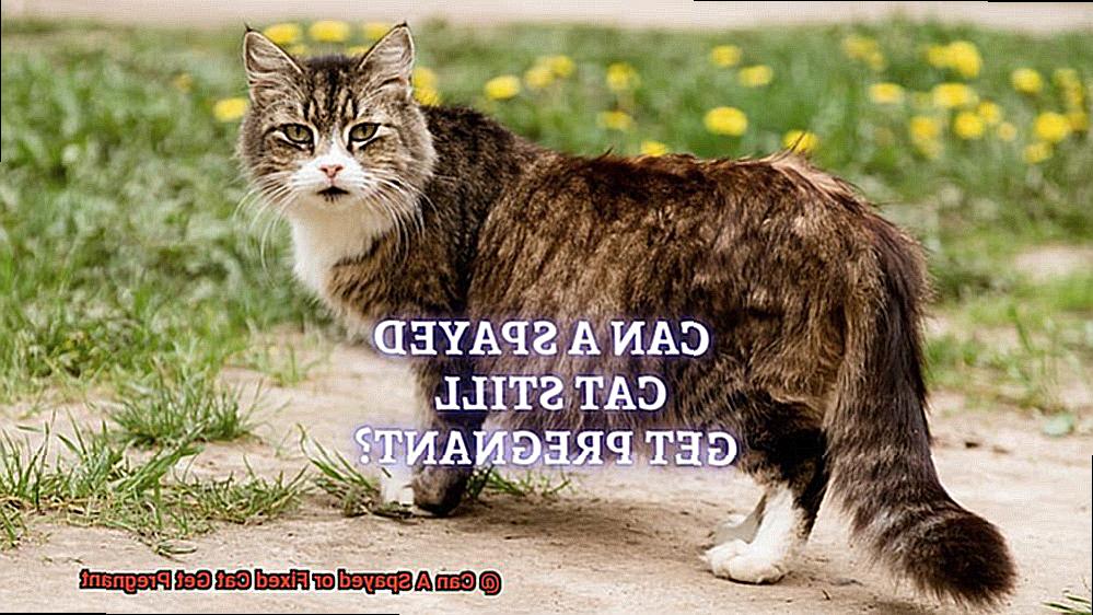 Can A Spayed or Fixed Cat Get Pregnant-2