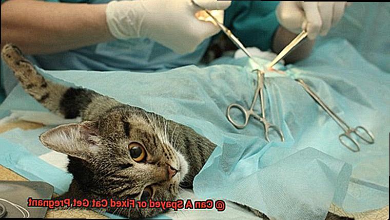 Can A Spayed or Fixed Cat Get Pregnant-4