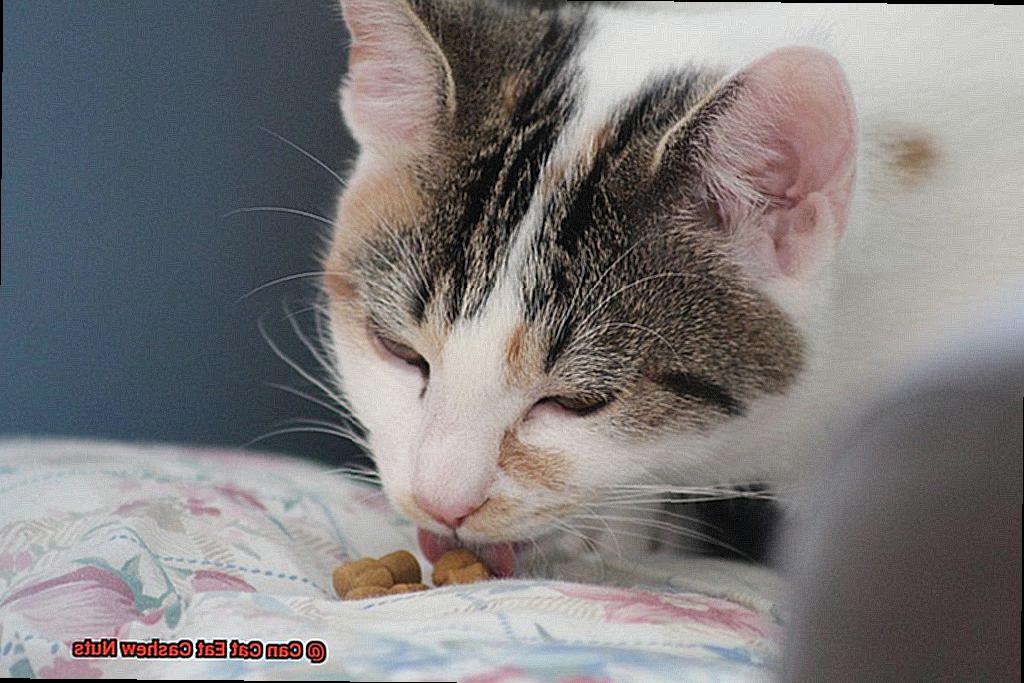 Can Cat Eat Cashew Nuts-4