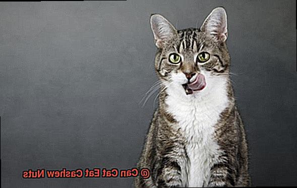 Can Cat Eat Cashew Nuts-6