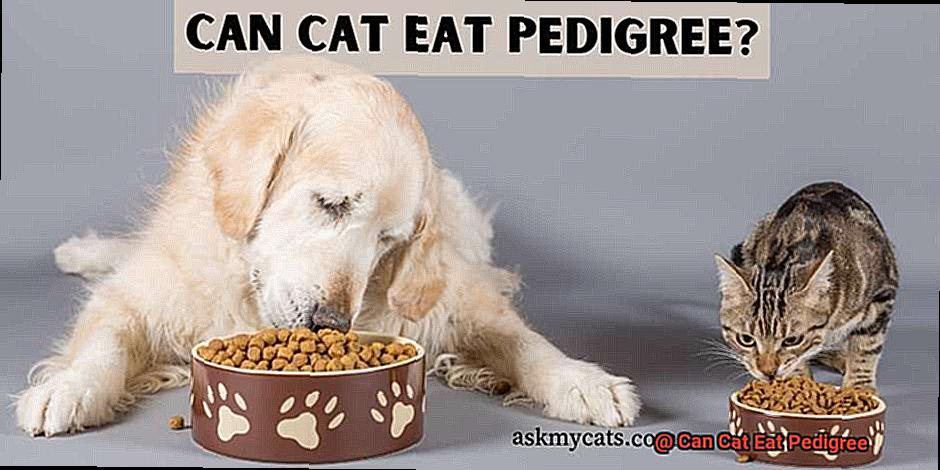 Can Cat Eat Pedigree-6