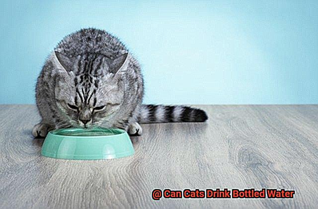 Can Cats Drink Bottled Water-5