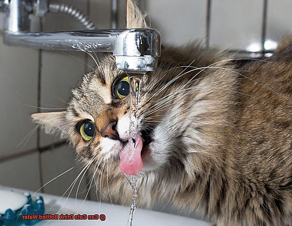 Can Cats Drink Bottled Water-3