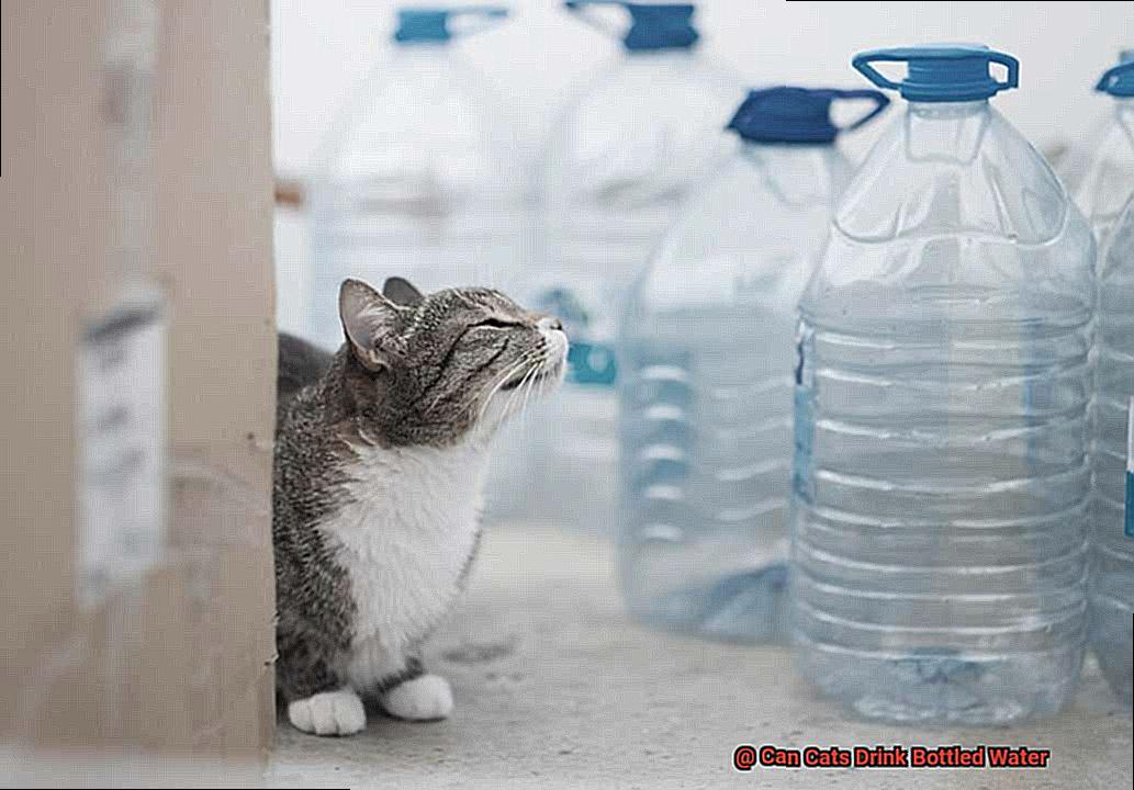 Can Cats Drink Bottled Water-2