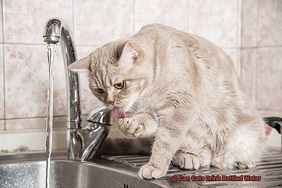 Can Cats Drink Bottled Water-6