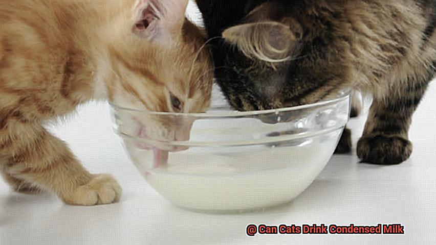 Can Cats Drink Condensed Milk-2