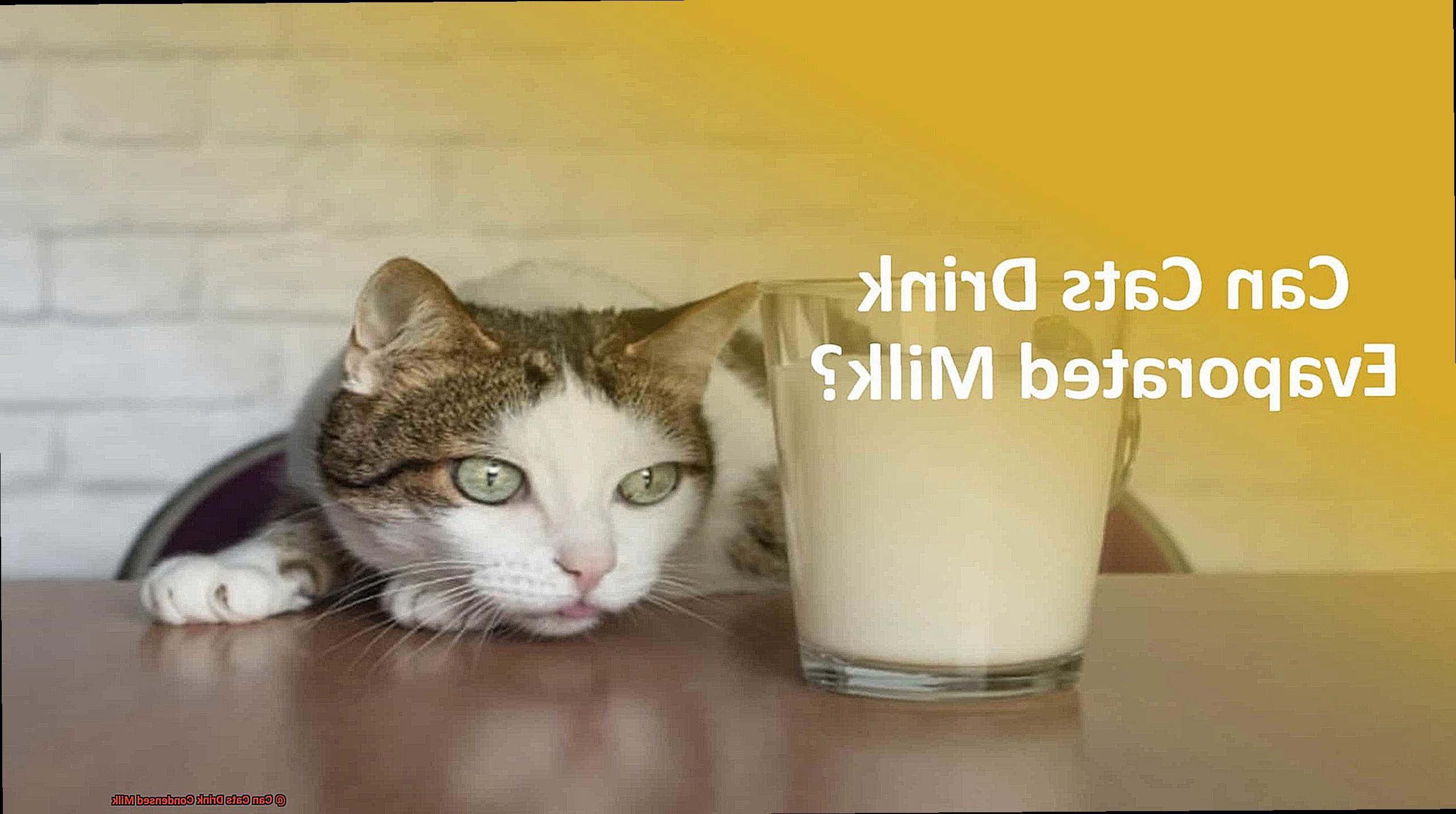 Can Cats Drink Condensed Milk-4