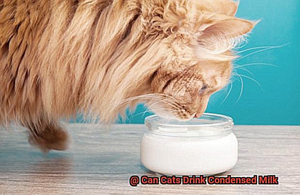Can Cats Drink Condensed Milk-3