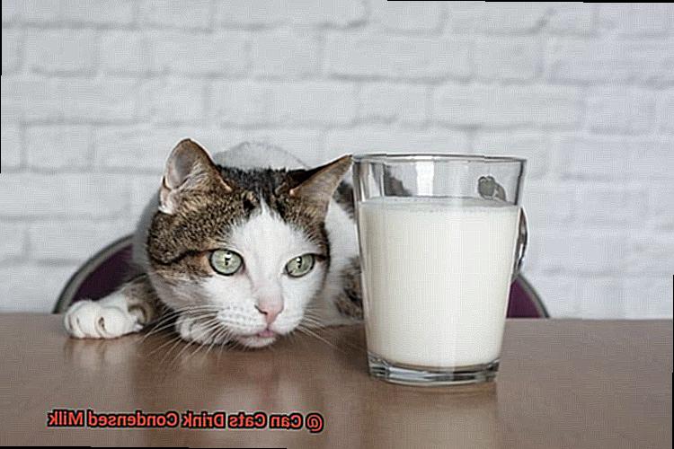 Can Cats Drink Condensed Milk-6