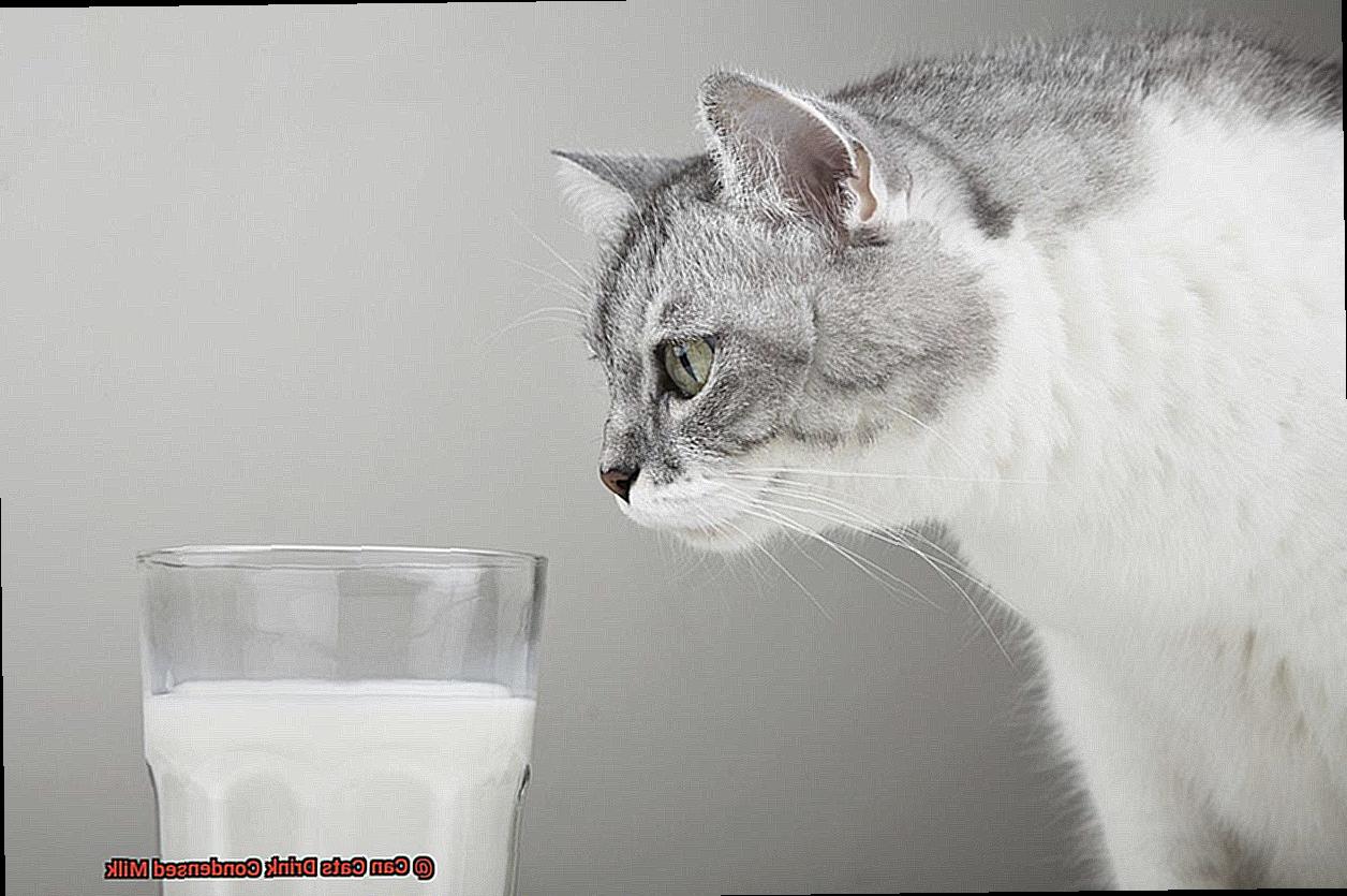 Can Cats Drink Condensed Milk-5