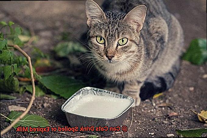 Can Cats Drink Spoiled or Expired Milk-4