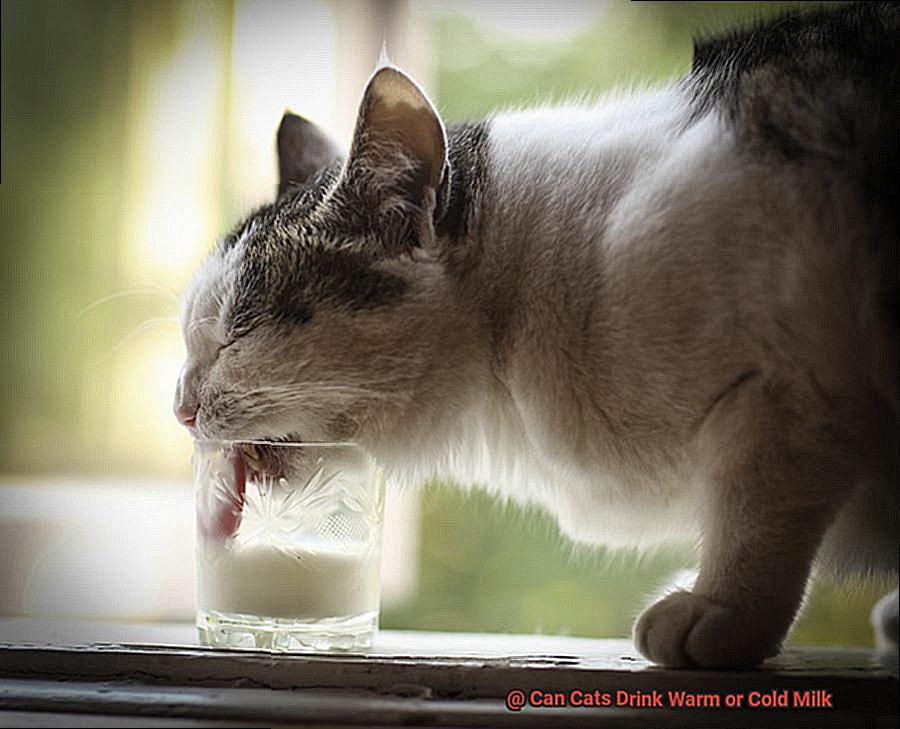 Can Cats Drink Warm or Cold Milk-2