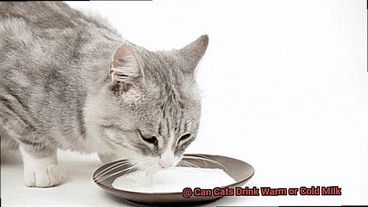 Can Cats Drink Warm or Cold Milk-3