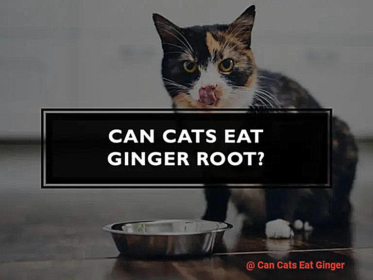 Can Cats Eat Ginger-3