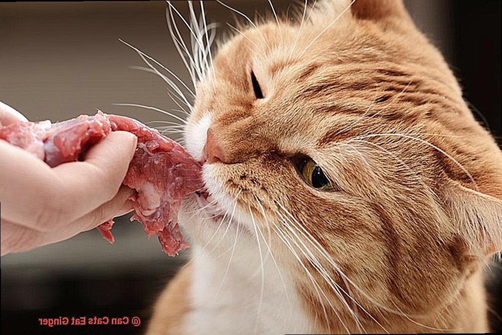 Can Cats Eat Ginger-2