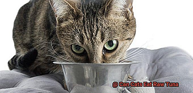 Can Cats Eat Raw Tuna-2