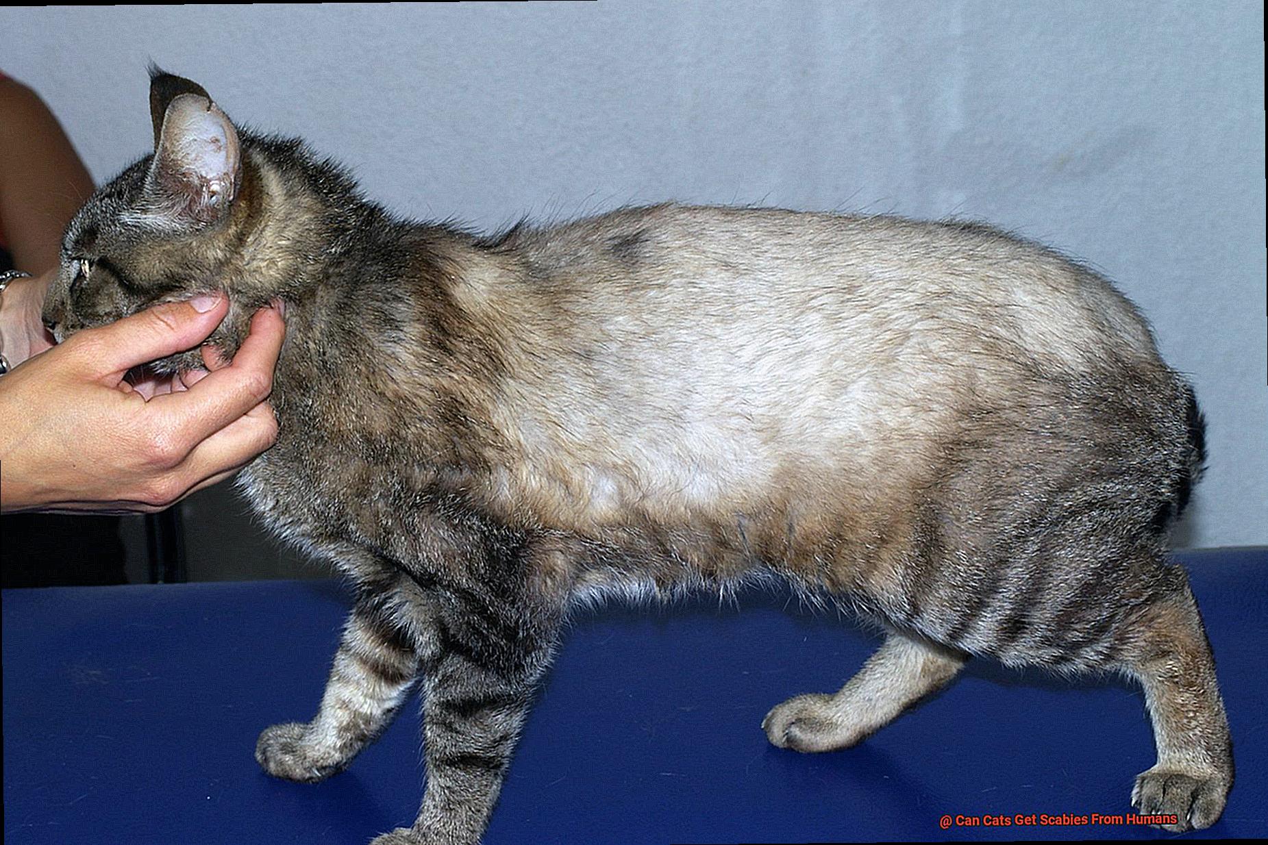 Can Cats Get Scabies From Humans 21Cats