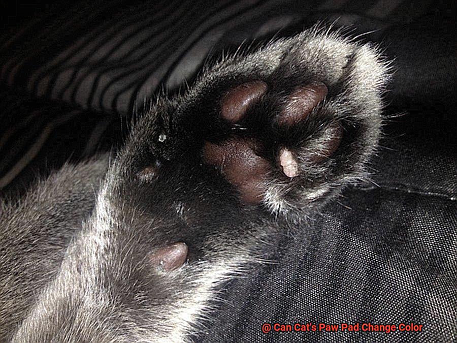 Can Cat's Paw Pad Change Color-2