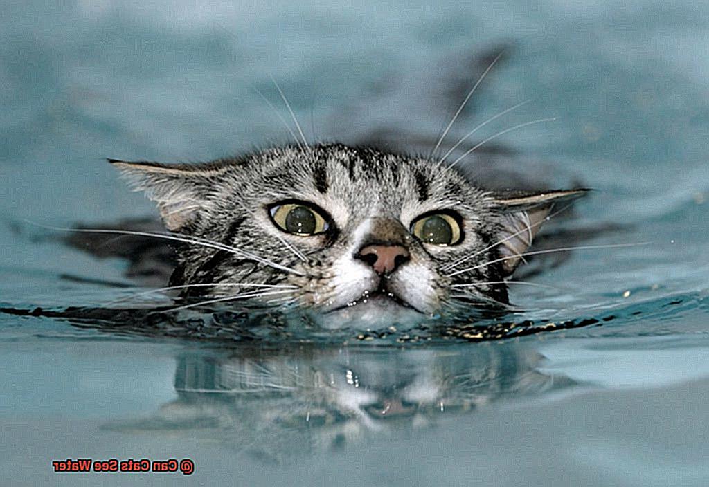 Can Cats See Water 13f726eca4