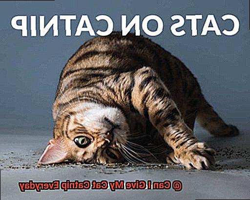 Can I Give My Cat Catnip Everyday-2