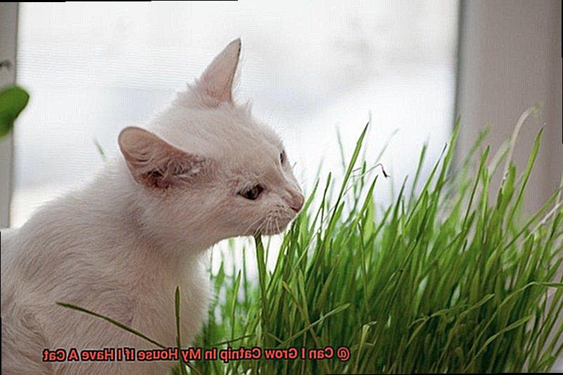 Can I Grow Catnip In My House If I Have A Cat-4