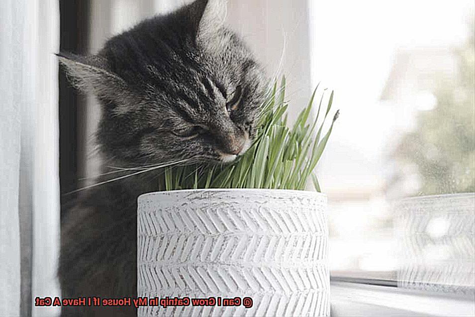 Can I Grow Catnip In My House If I Have A Cat-5