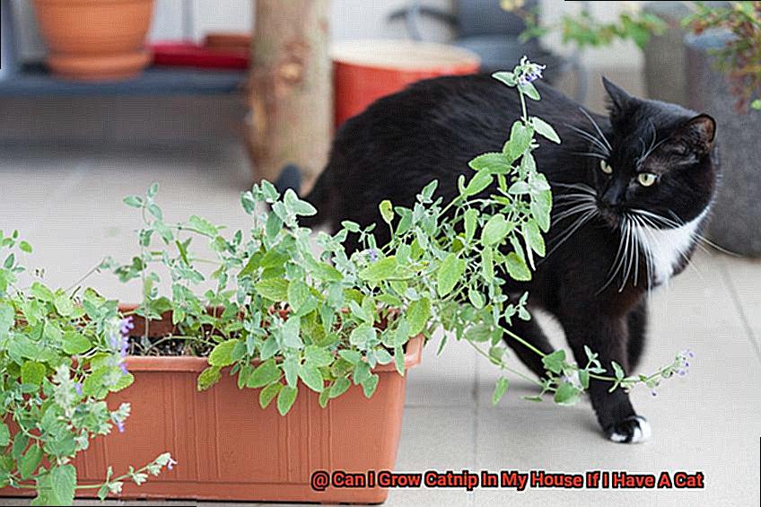 Can I Grow Catnip In My House If I Have A Cat-2